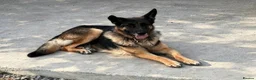German Shepherd dogs for sale: Kc reg German German shepherd puppies - Advert 5