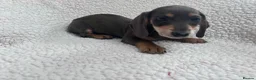 Miniature Dachshund dogs for sale: ***mini dachshund *** - Advert 12