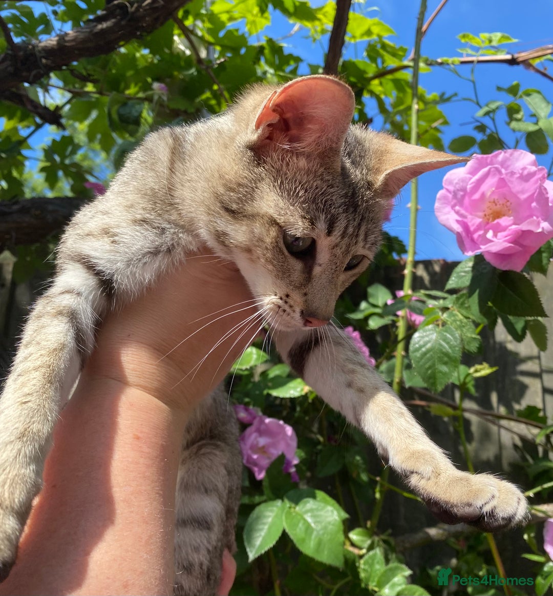 Savannah cats for sale: STUNNING SAVANNAH girl F5 sbt pure pedigree  - Image 8