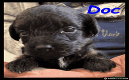 Yorkiepoo dogs for sale:  Adorable YorkiePoo Pups Looking for Loving Homes  - Image 5