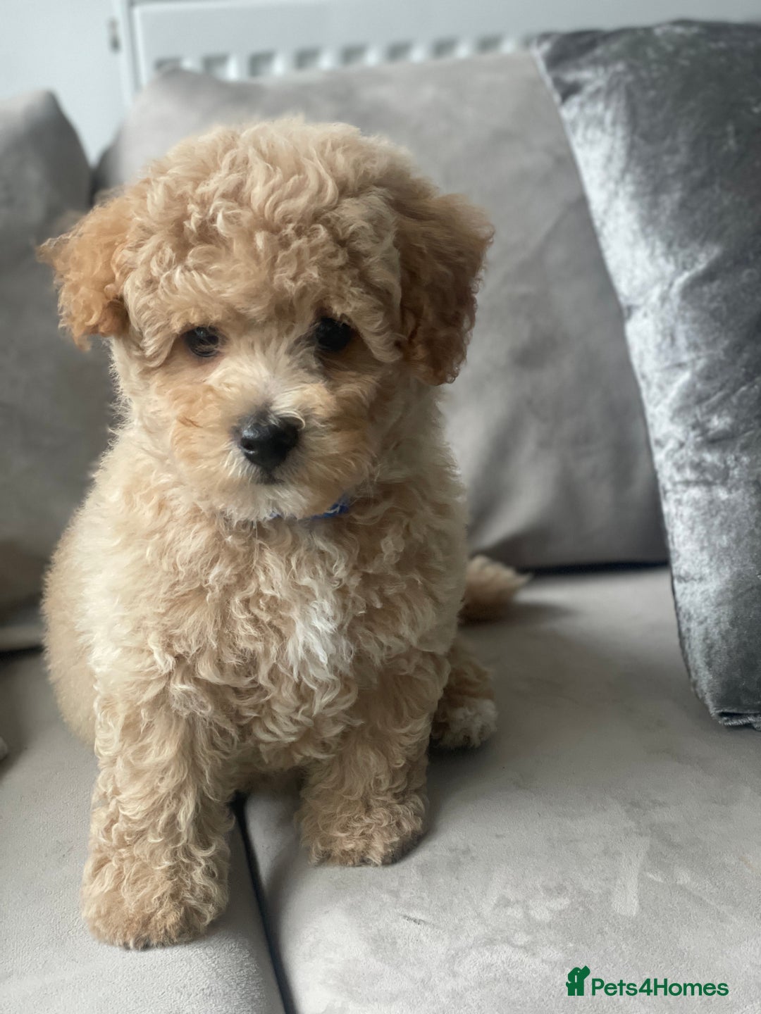 Poochon dogs for sale: Stunning litter - Image 24