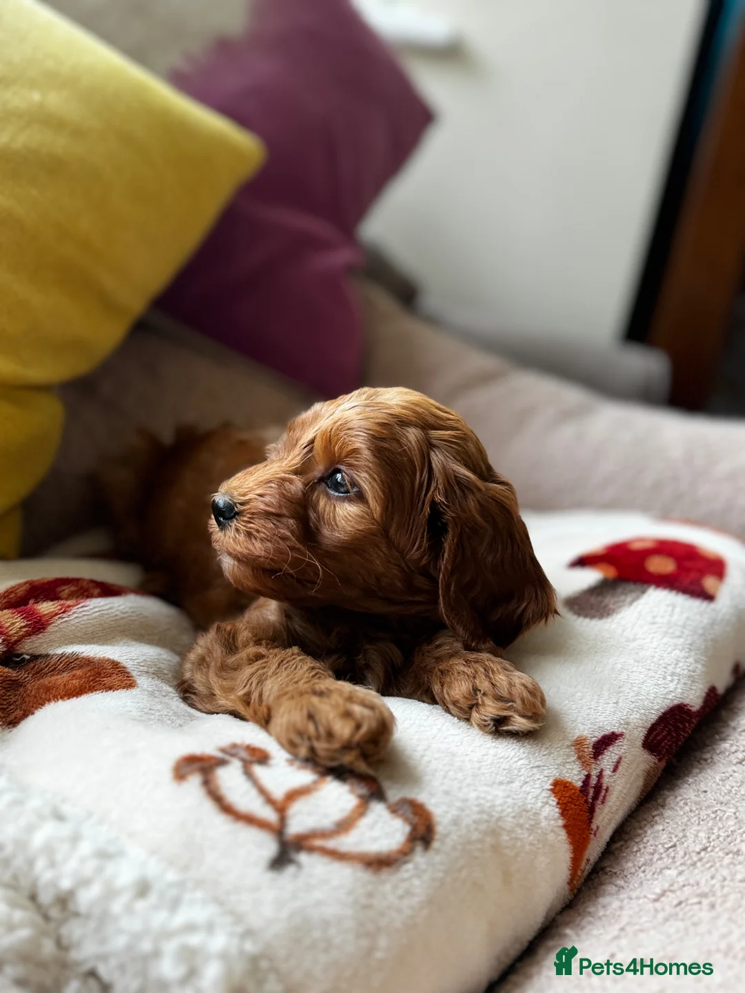 Cockapoo dogs for sale: Beautiful red cockapoo girl ready for new home - Advert 2