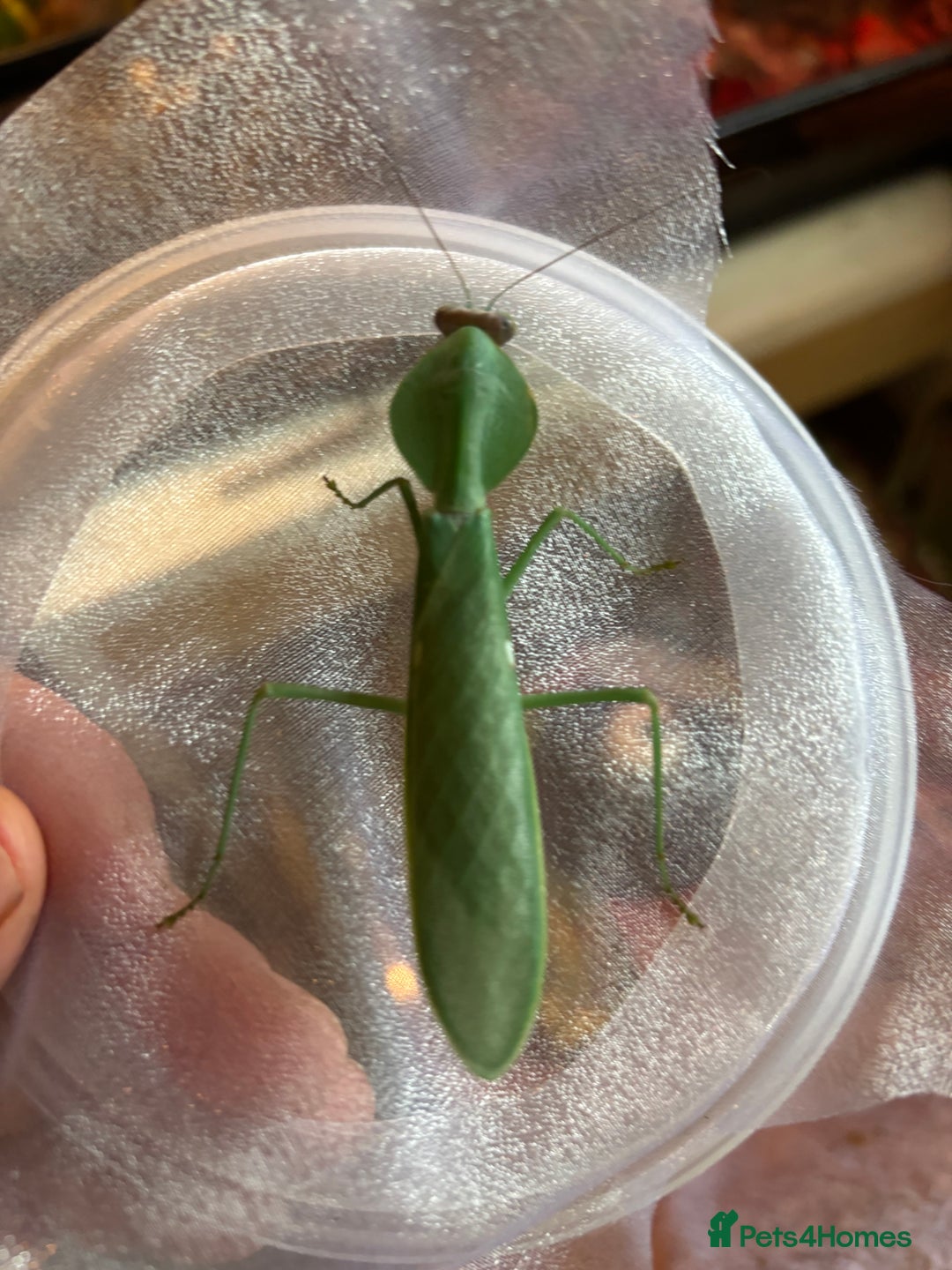 Praying Mantis invertebrates for sale: Praying mantis various - Advert 2