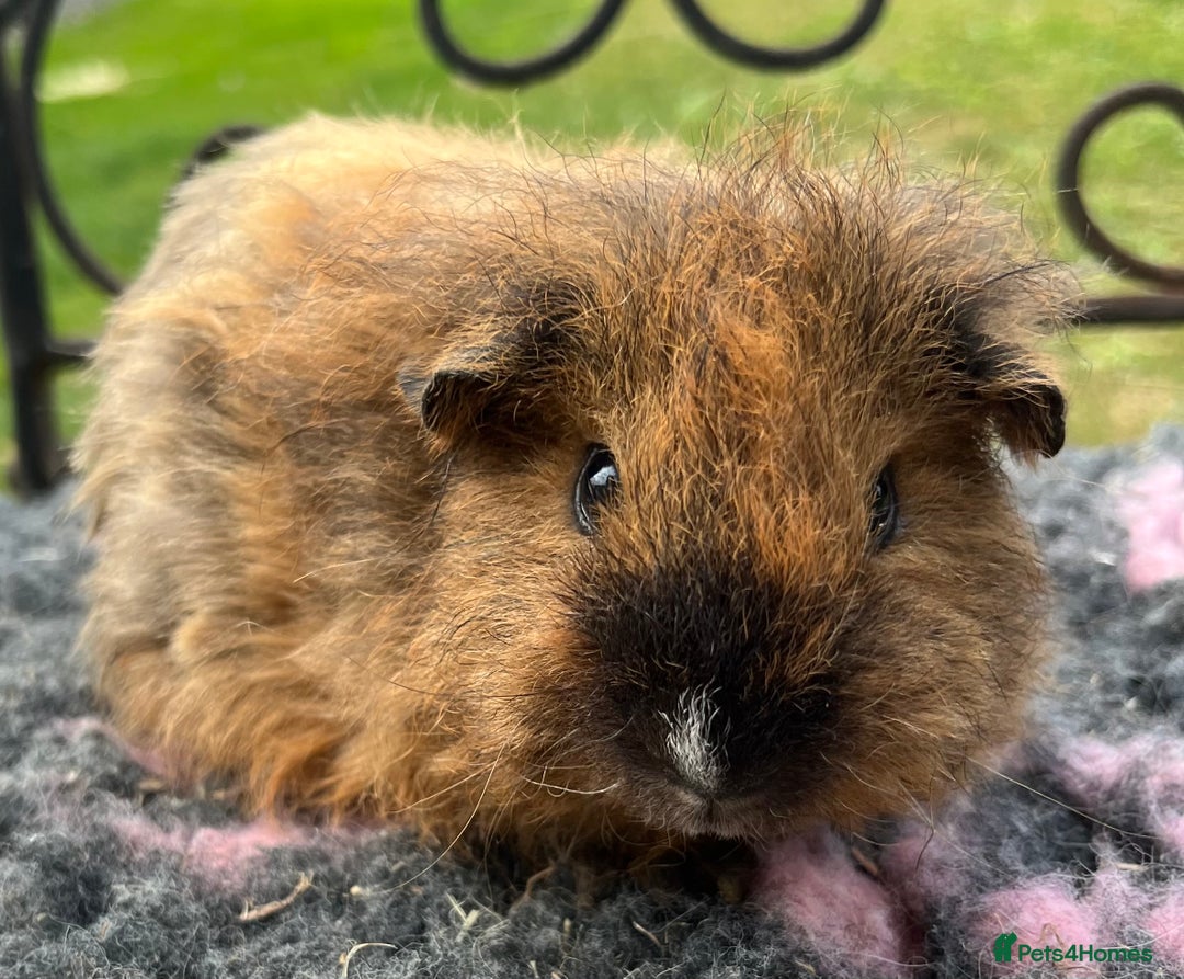 Guinea Pig rodents for sale: Sheltie, coronet,Texel, Merino guinea pigs.  - Image 6