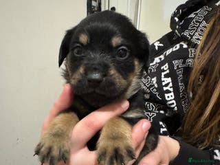 Mixed Breed dogs Rottweiler cross puppies - Advert 6