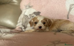 Cavapoo dogs for sale: Stunning Cavapoo puppies from family home  - Advert 30
