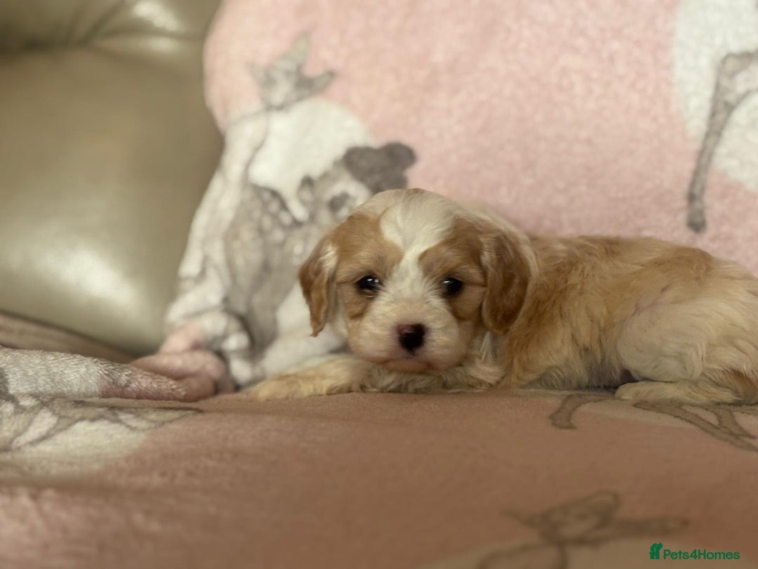 Cavapoo dogs for sale: Stunning Cavapoo puppies from family home  - Advert 30