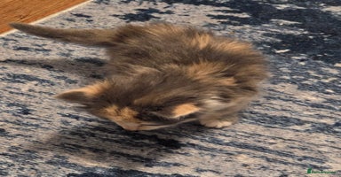 Mixed Breed cats - Advert 8