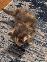 Mixed Breed cats - Advert 7