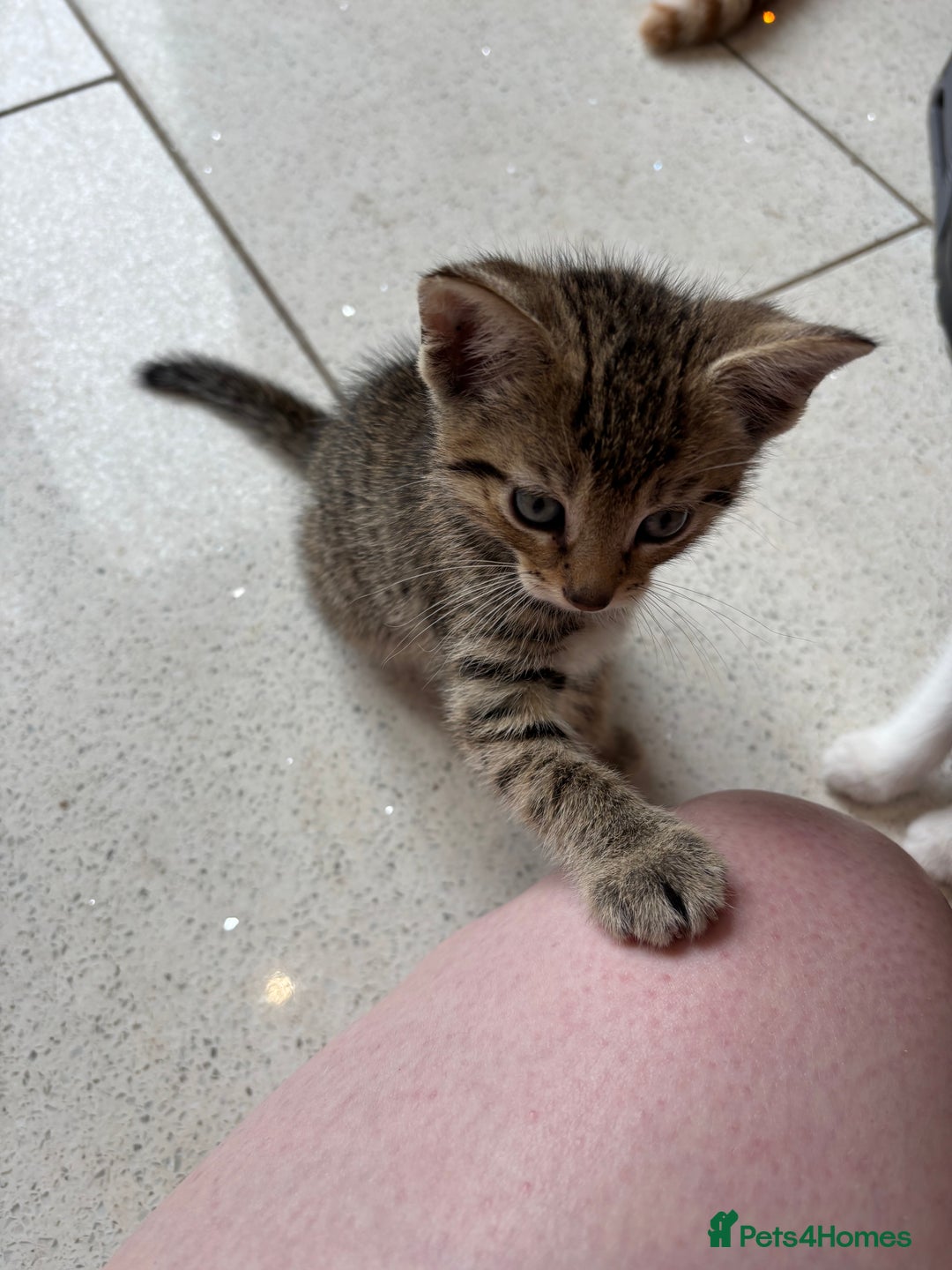 British Shorthair cats for sale: Kittens  - Image 9
