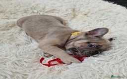 French Bulldog dogs for sale: Rosie litter  - Image 17