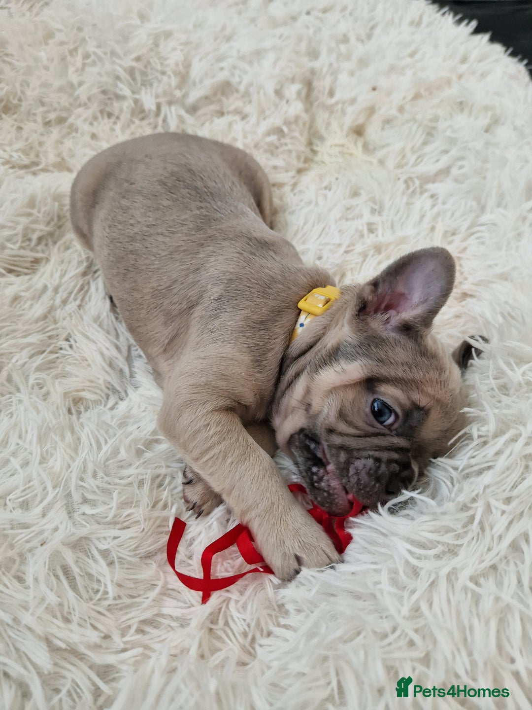 French Bulldog dogs for sale: Rosie litter  - Image 17
