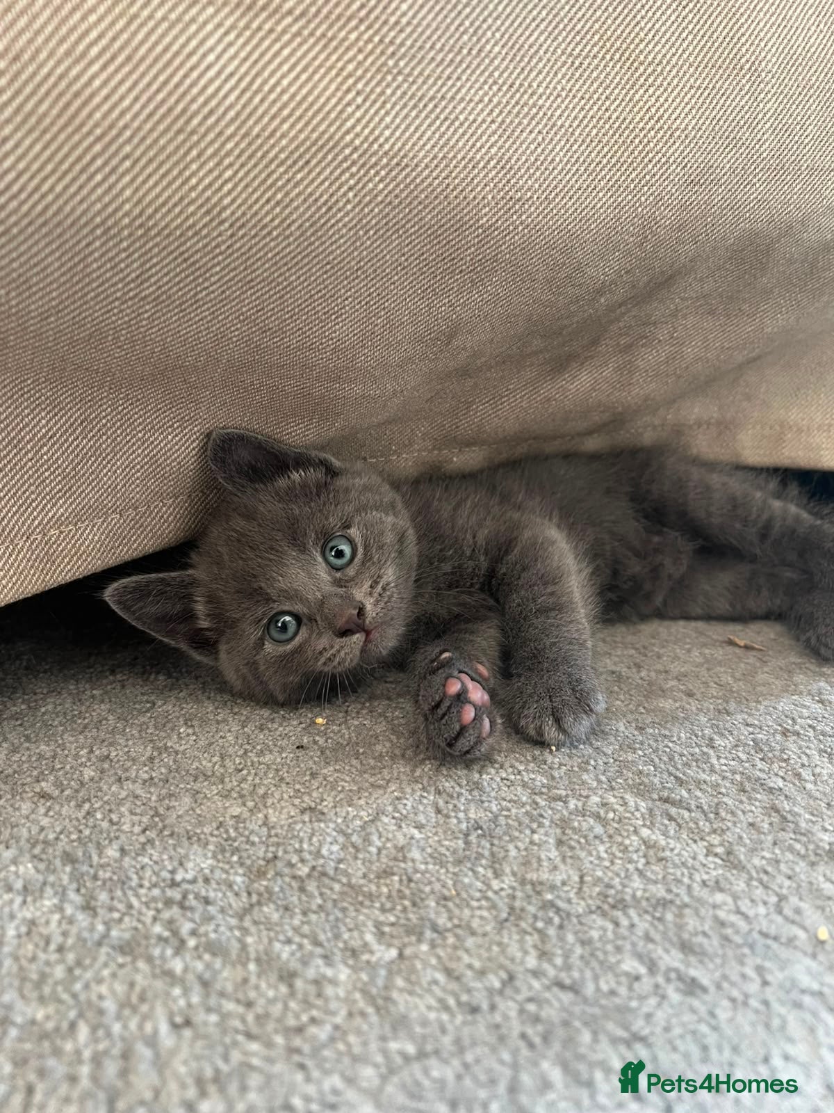 Russian Blue cats Russian blue kittens  - Advert 9
