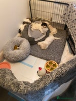 Cockapoo dogs - Advert 1