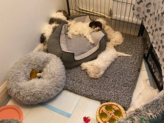 Cockapoo dogs - Advert 35