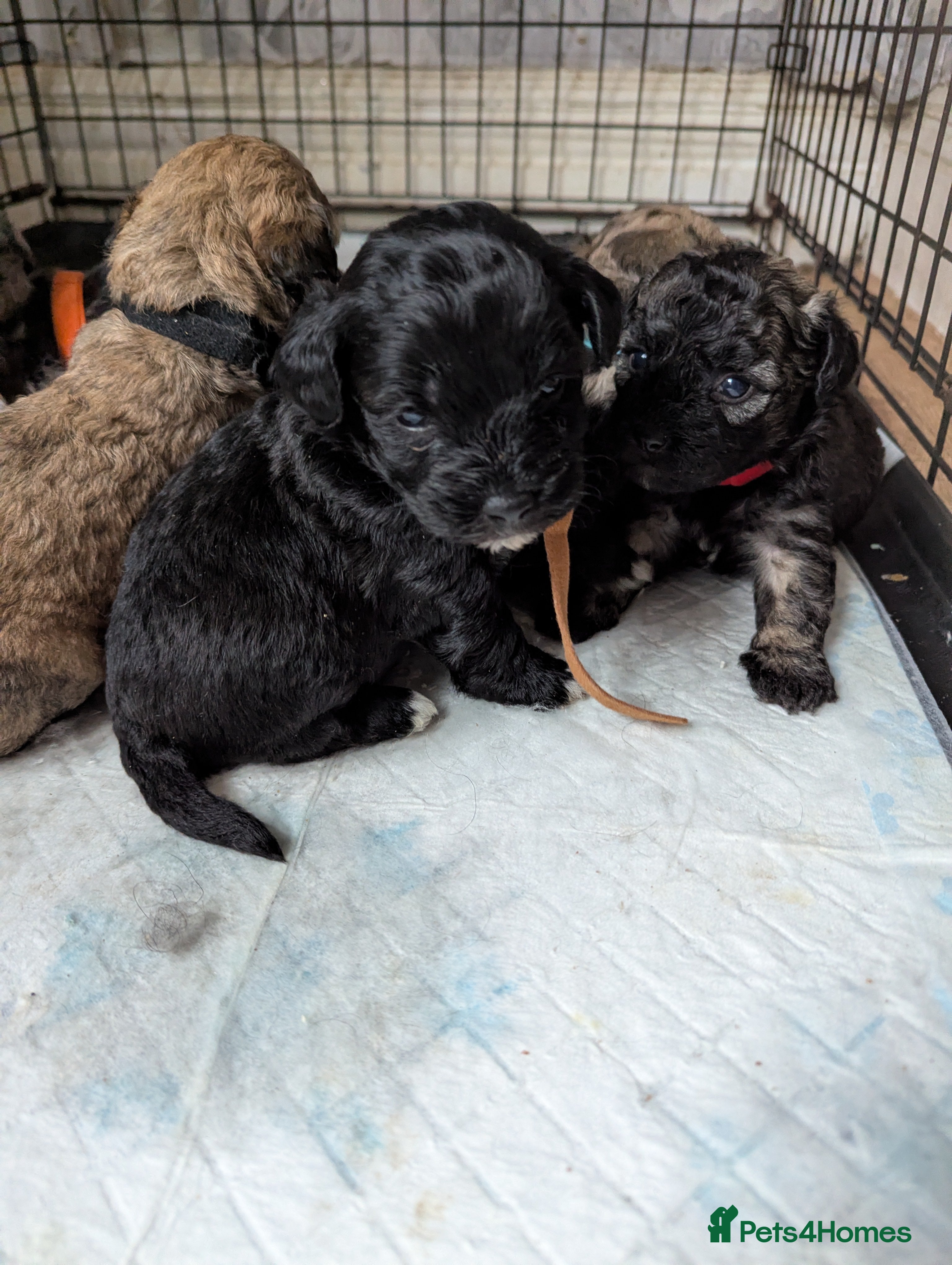 Mixed Breed dogs Lakdoodle/Malchi puppies  - Advert 1