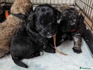Mixed Breed dogs Lakdoodle/Malchi puppies - Advert 2