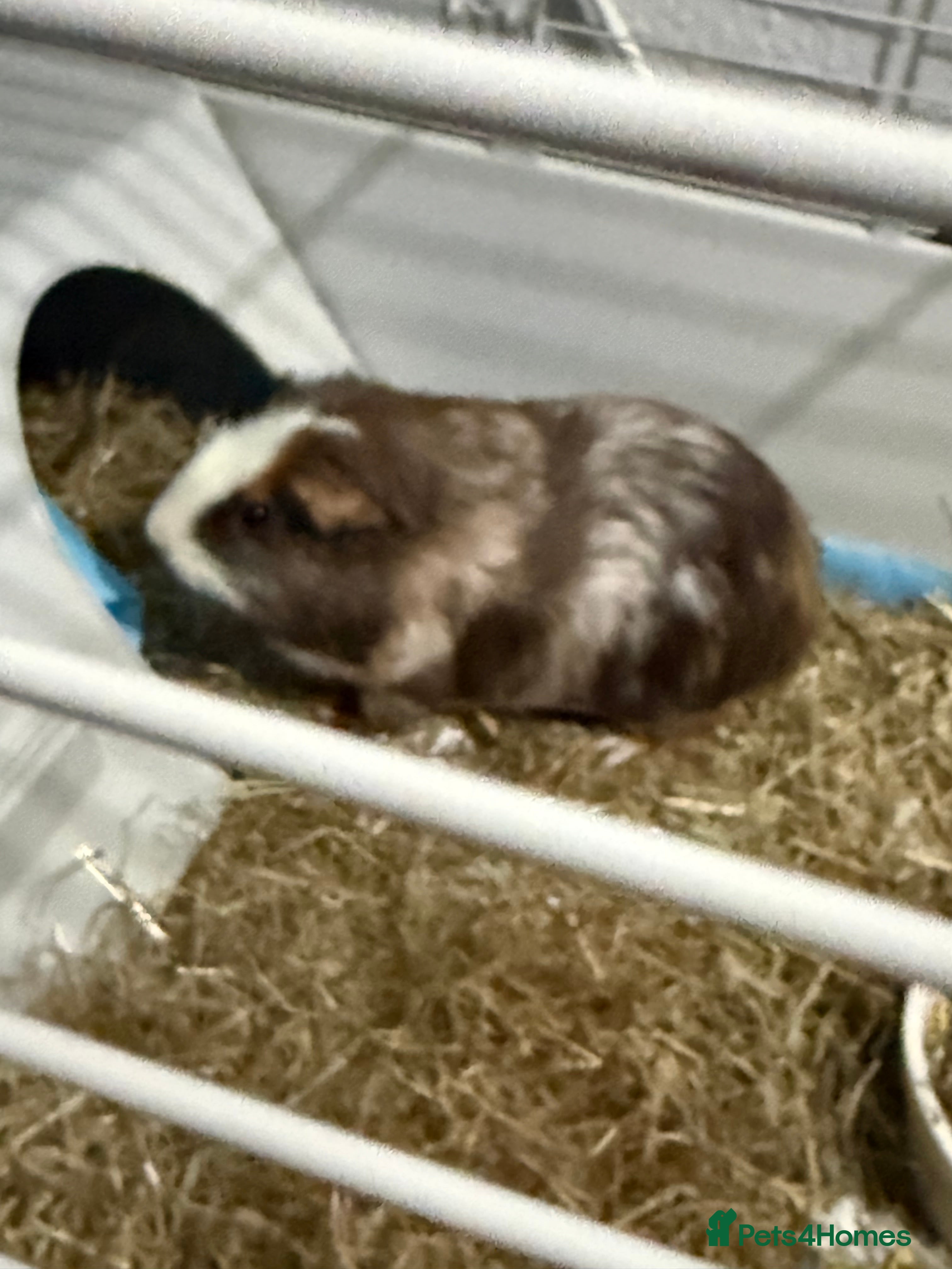 Guinea Pig rodents Make guinea pig 7 months old  - Advert 1