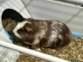 Guinea Pig rodents Make guinea pig 7 months old - Advert 1