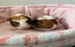 Guinea Pig rodents for sale: 3 Pairs Baby Guinea pigs (2 female pairs 1 male) - Image 2