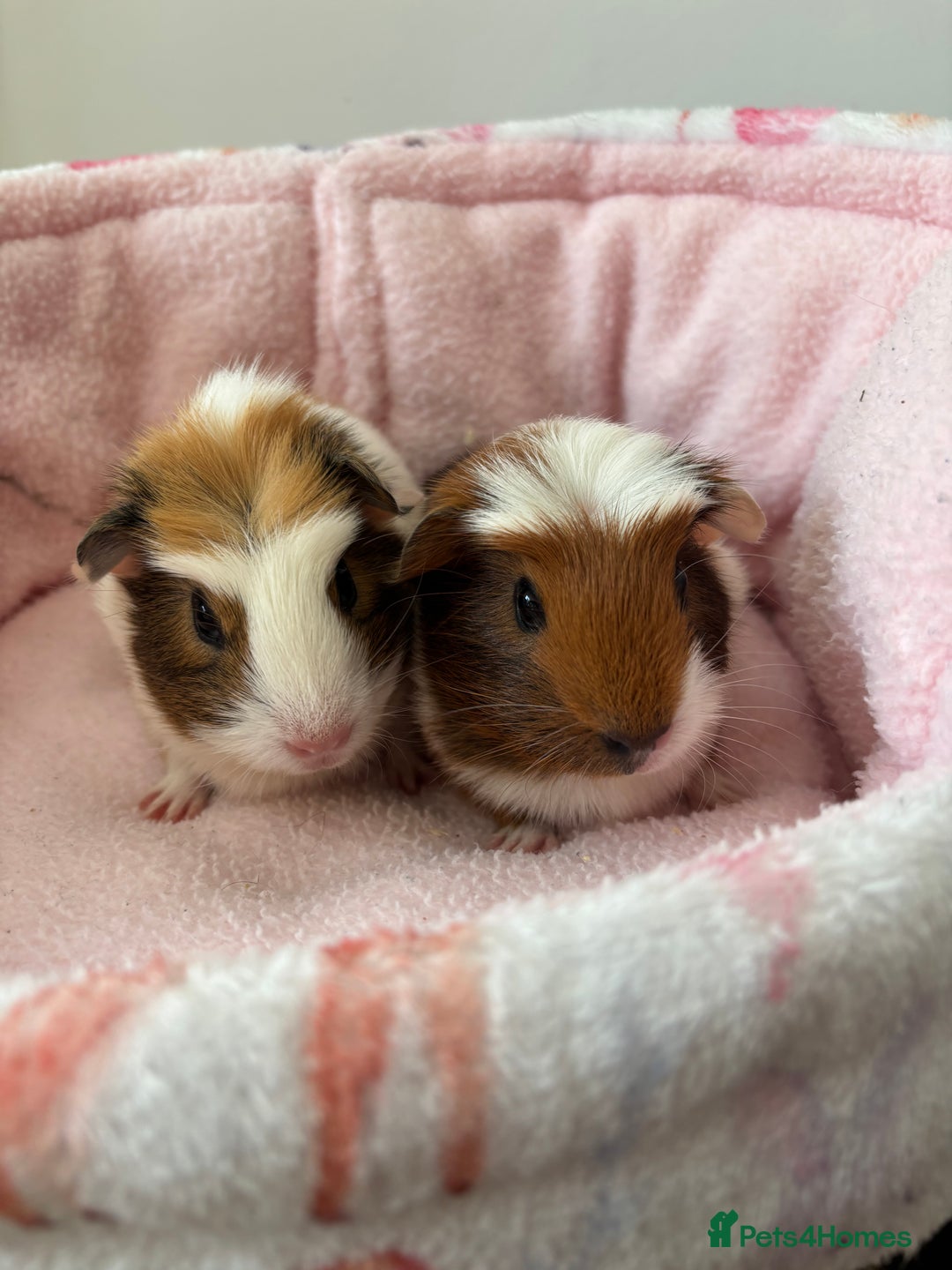 Guinea Pig rodents for sale: 3 Pairs Baby Guinea pigs (2 female pairs 1 male) - Image 2