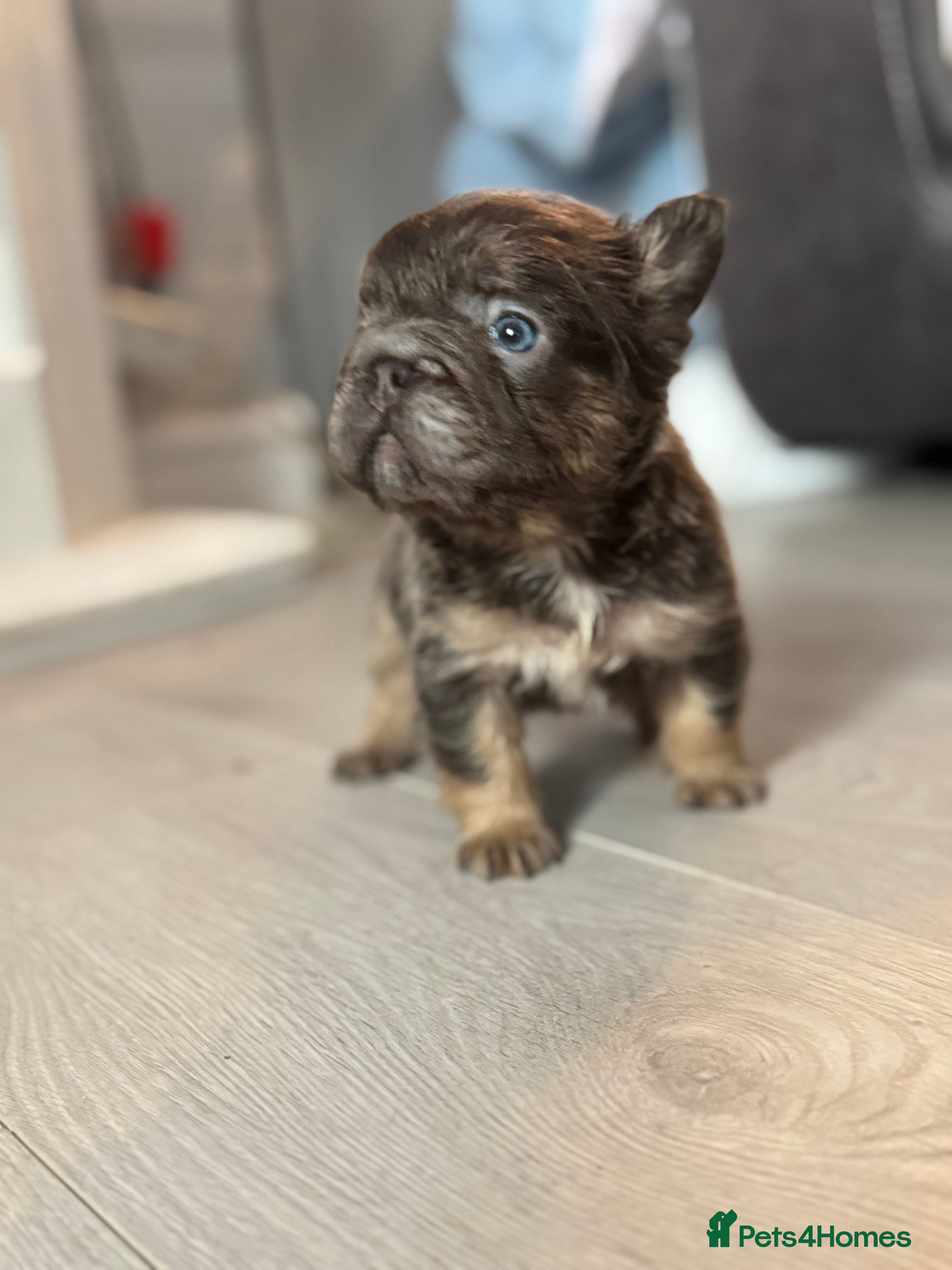 French Bulldog dogs BEAUTIFUL LILAC & TAN FLUFFY GIRL CARRYING TESTABL - Advert 2