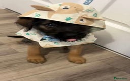 Mixed Breed dogs for sale: German Shepard X - Image 3