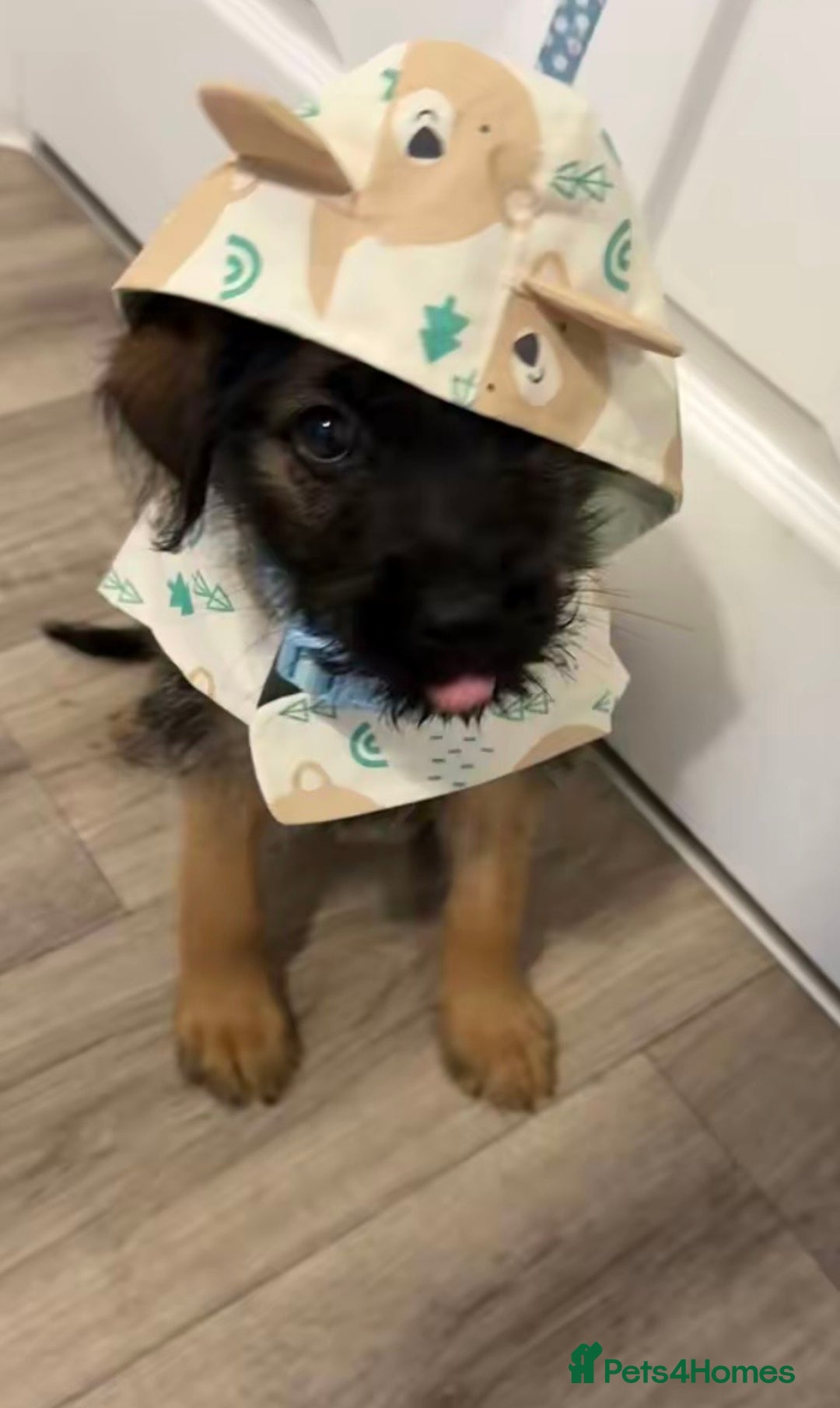 Mixed Breed dogs for sale: German Shepard X - Image 3