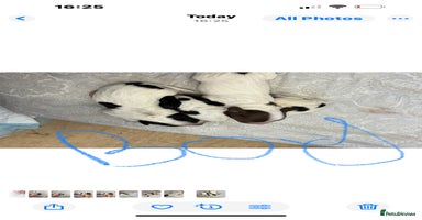 Sprocker dogs - Advert 1