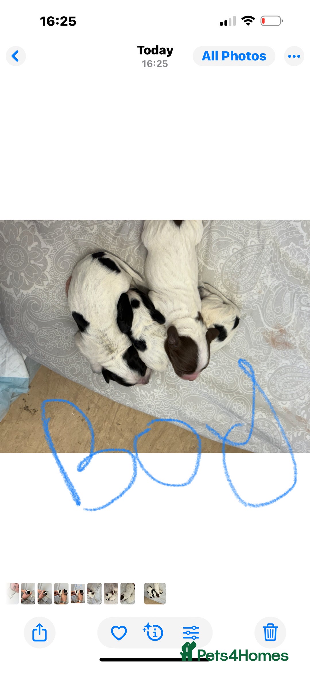 Sprocker dogs for sale: Sprocker spaniels  - Image 2