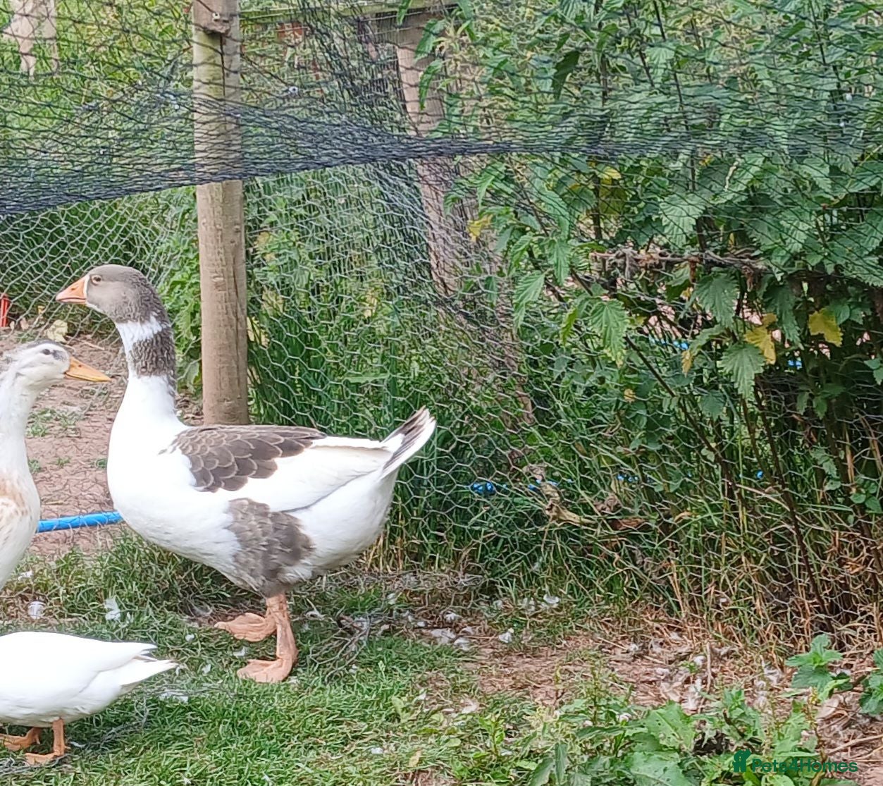 Geese poultry Embden x toulouse goslings( 3 boys and one girl) - Advert 19