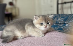 British Shorthair cats for sale: Ready now golden BSH - Image 24