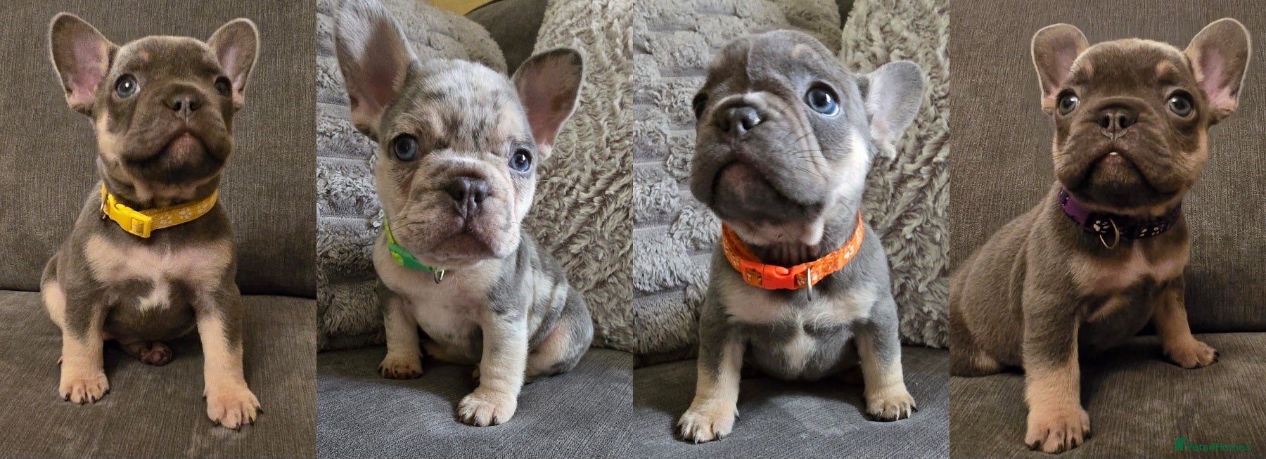 French Bulldog dogs Chunky Frenchie Puppies  - Advert 4