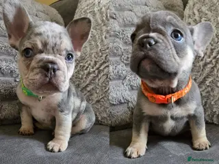 French Bulldog dogs Chunky Frenchie Puppies - Advert 4