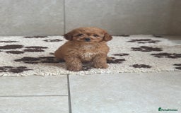 Cavapoochon dogs for sale: Cavapoochon boy 💙 - Image 4
