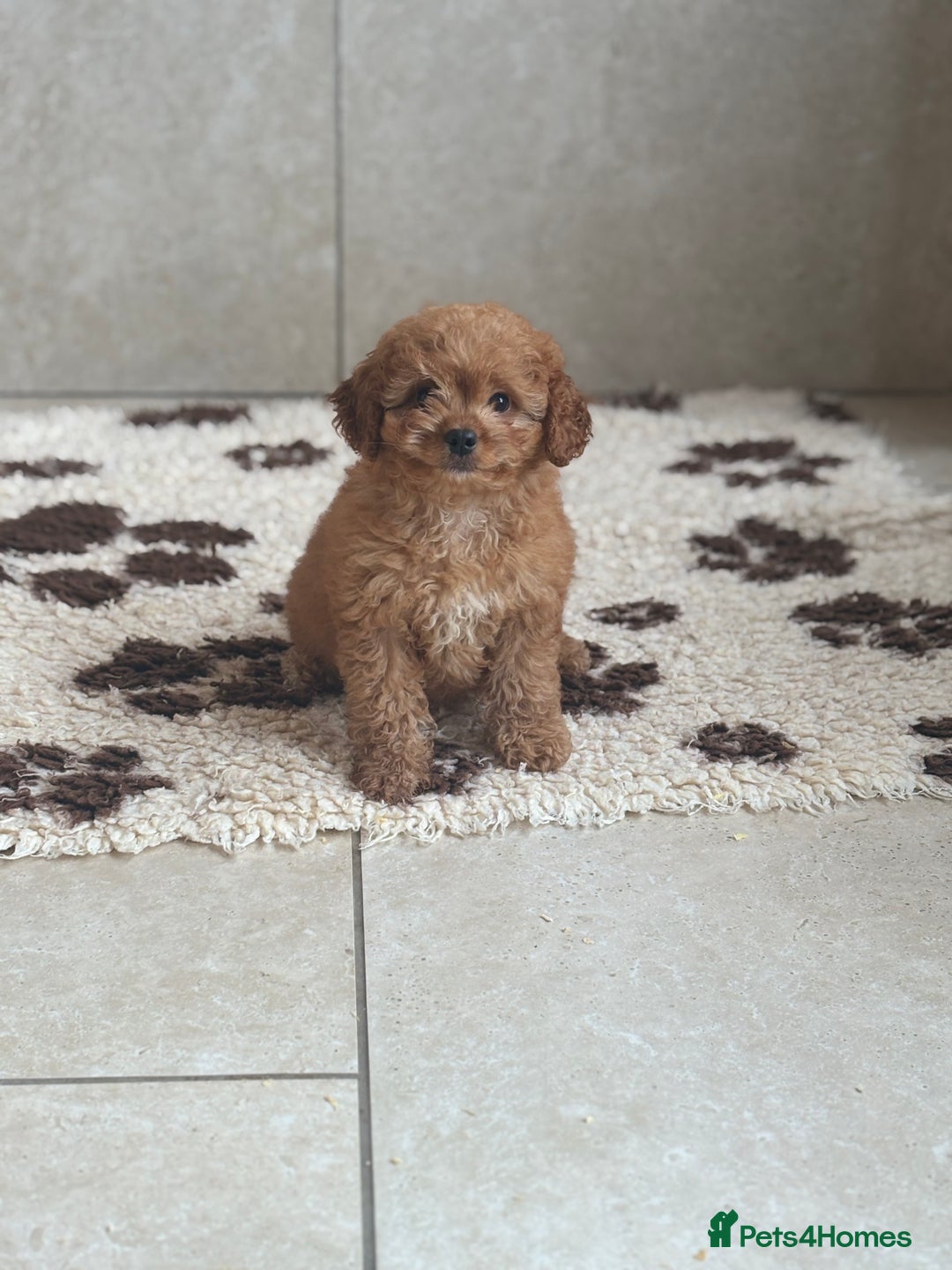 Cavapoochon dogs for sale: Cavapoochon boy 💙 - Image 4