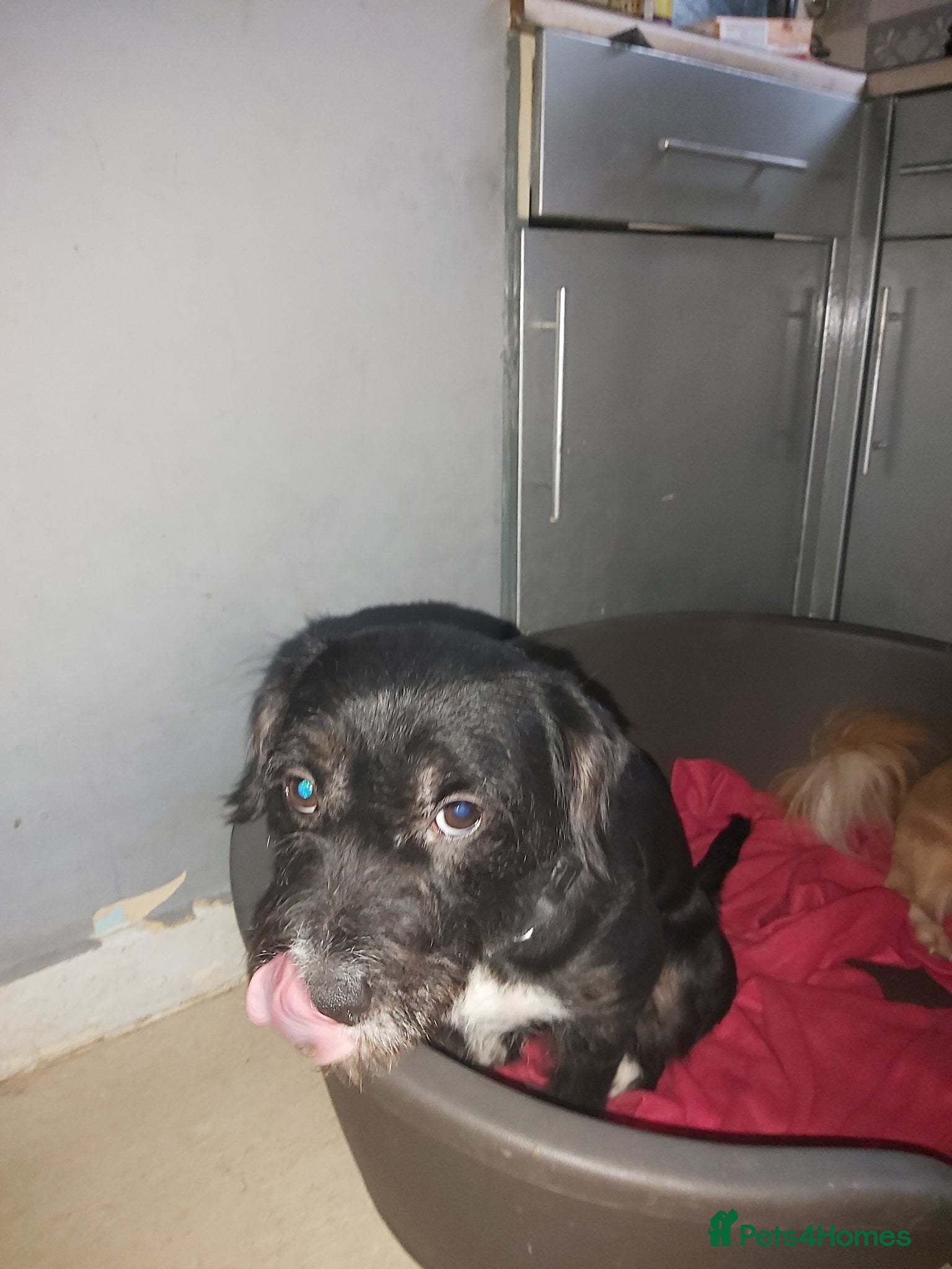 Mixed Breed dogs Boxer x poodle - Advert 1