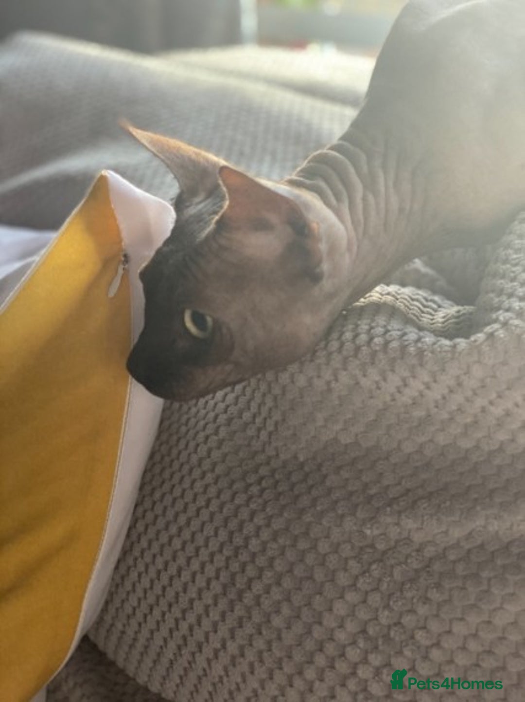 Sphynx cats for stud: Tica Registered Canadian Sphynx in Hull - Image 11