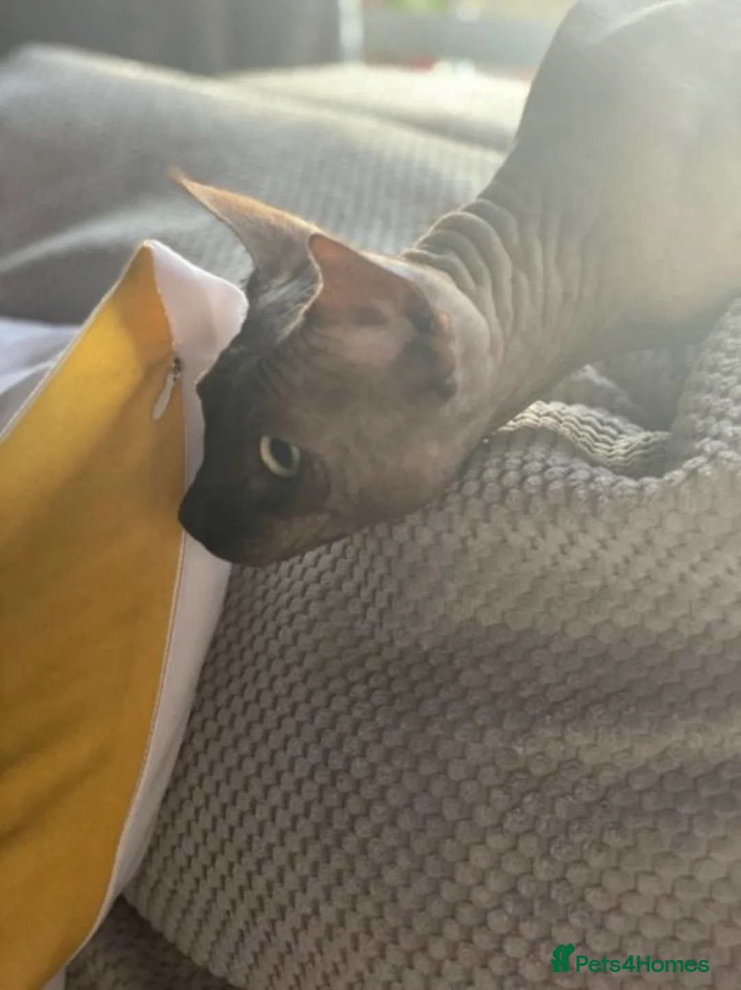 Sphynx cats for stud: Tica Registered Canadian Sphynx in Hull - Advert 11