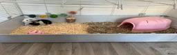 Guinea Pig rodents for sale: 2 female guinea pigs to be sold as a pair  in Sittingbourne - Advert 1