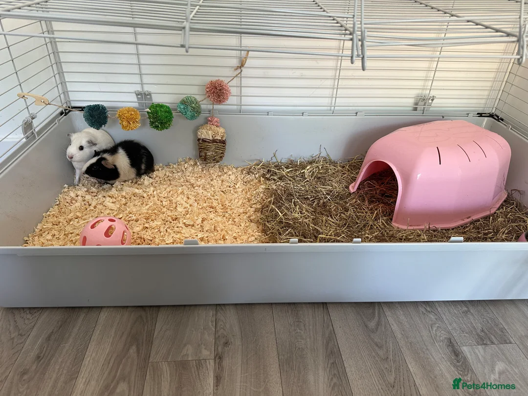 Guinea Pig rodents for sale: 2 female guinea pigs to be sold as a pair  in Sittingbourne - Advert 1