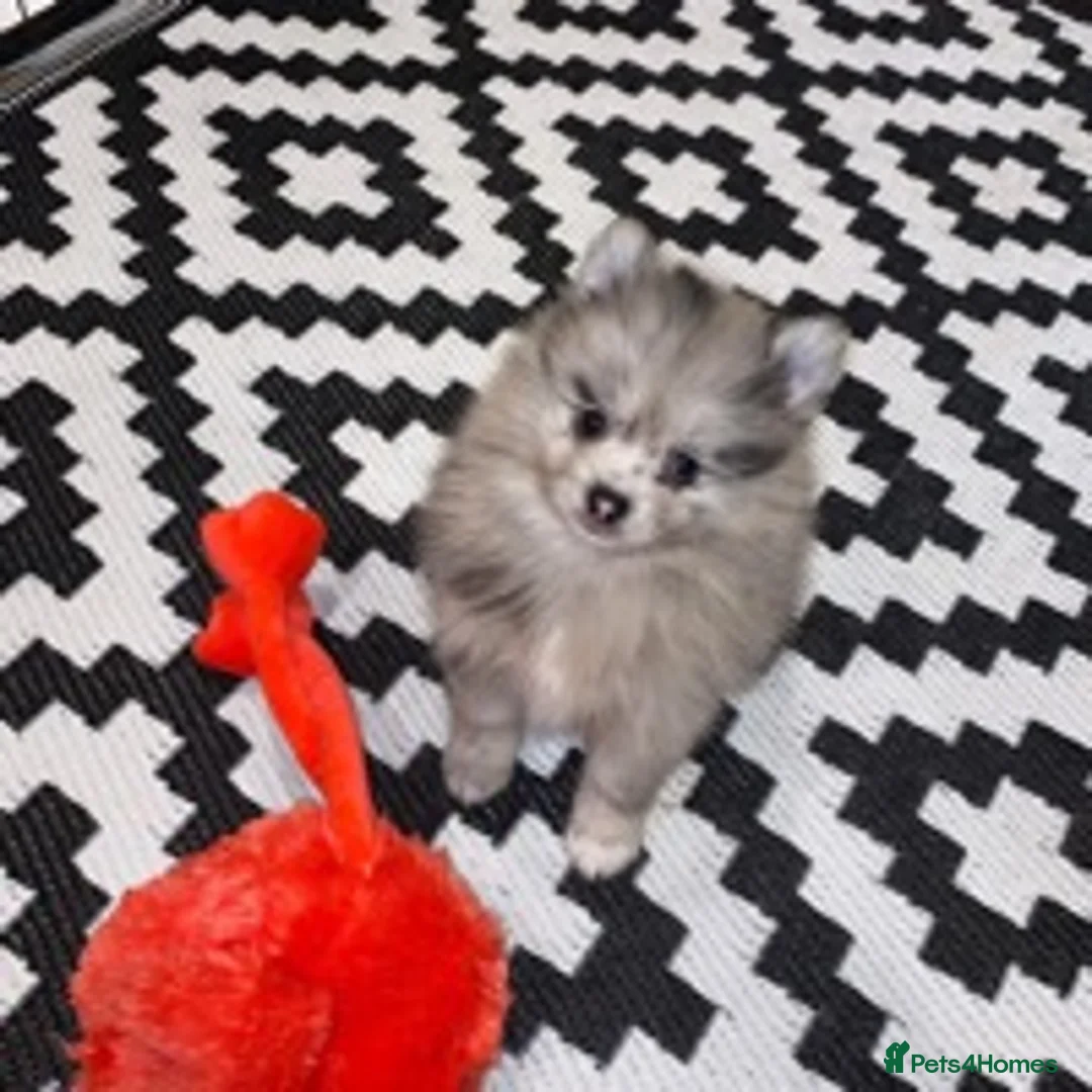 Pomeranian dogs for stud: Chocolate Merle Stud Health Tested in Dartford - Advert 11