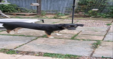 Mixed Breed dogs - Advert 14