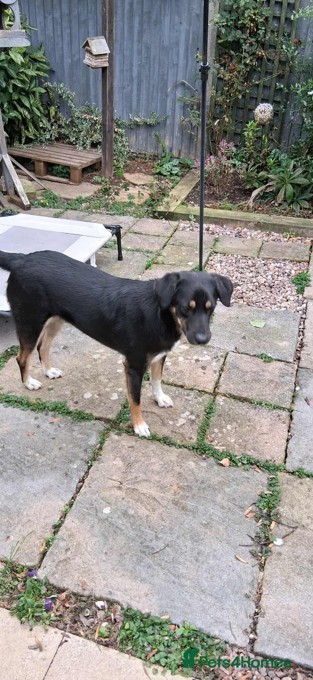 Mixed Breed dogs for adoption: CARA  - Image 3