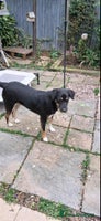 Mixed Breed dogs CARA - Advert 5