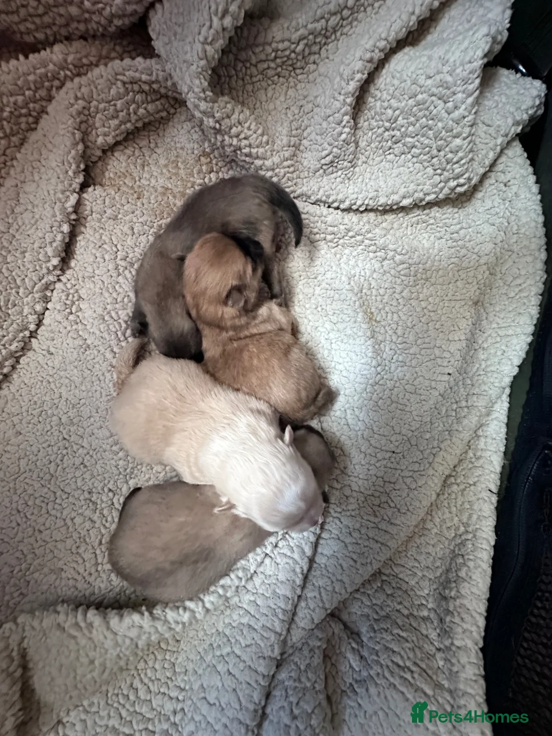 Pomeranian dogs for sale: Rainbow litter Pomeranian KC Reg - Advert 1