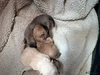 Pomeranian dogs Rainbow litter Pomeranian KC Reg - Advert 10