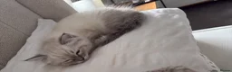 Ragdoll cats for sale: 6 ragdoll kittens  - Advert 4