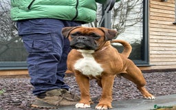 Boxer dogs for sale: Champion Sired KC Reg boxer puppies available - Image 11
