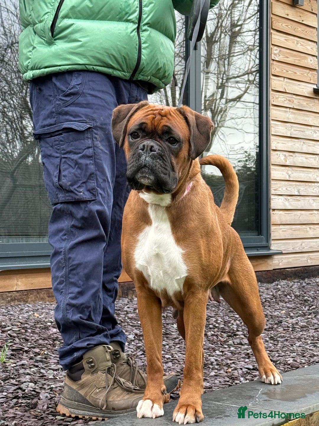 Boxer dogs for sale: Champion Sired KC Reg boxer puppies available - Image 11